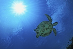 Sunburst turtle